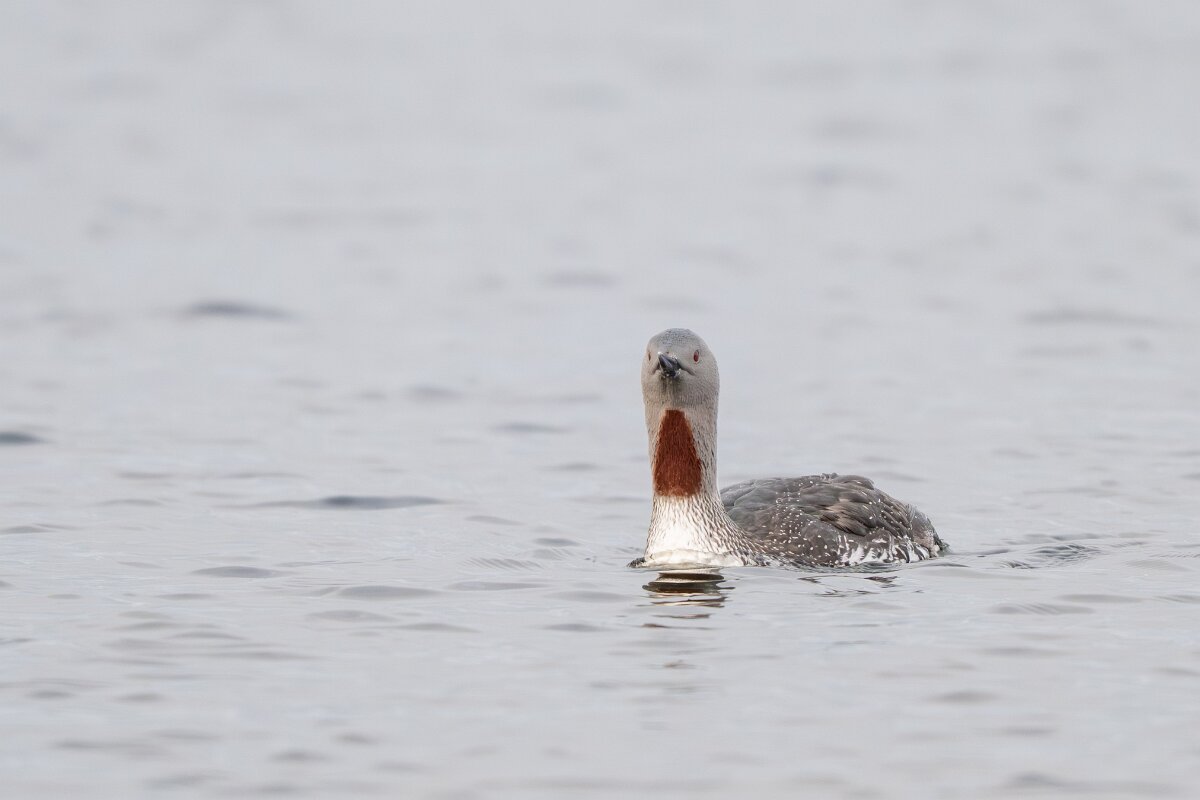 DPPhotography - Iceland - Red-throated diver - I.jpg - Red-throated diver - Rif