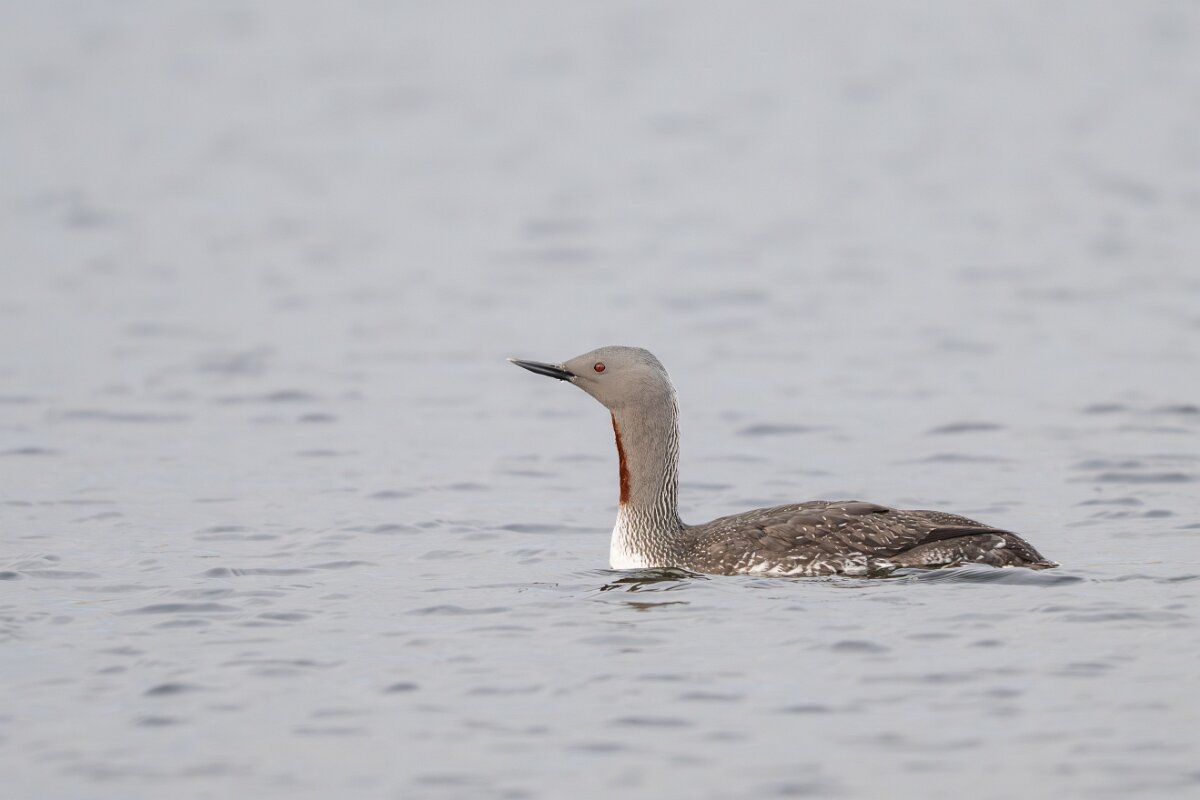 DPPhotography - Iceland - Red-throated diver - M.jpg - Red-throated diver - Rif