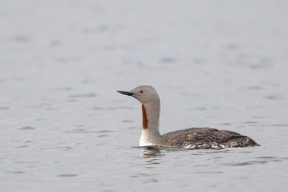 DPPhotography - Iceland - Red-throated diver - P.jpg - Red-throated diver - Rif