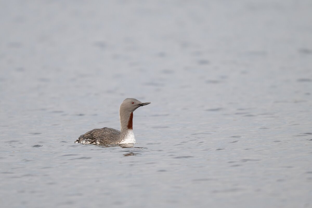 DPPhotography - Iceland - Red-throated diver - Q.jpg - Red-throated diver - Rif