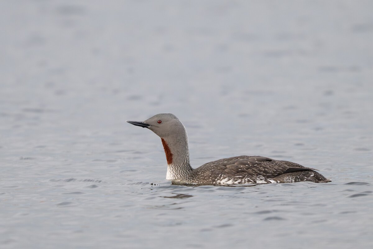 DPPhotography - Iceland - Red-throated diver - S.jpg - Red-throated diver - Rif