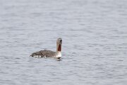 DPPhotography - Iceland - Red-throated diver - F