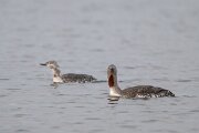 DPPhotography - Iceland - Red-throated diver - L