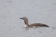 DPPhotography - Iceland - Red-throated diver - S