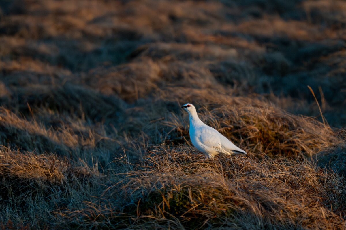 DPPhotography - Iceland - Ptarmigan - AA.jpg - Rock ptarmigan - Tjörnes