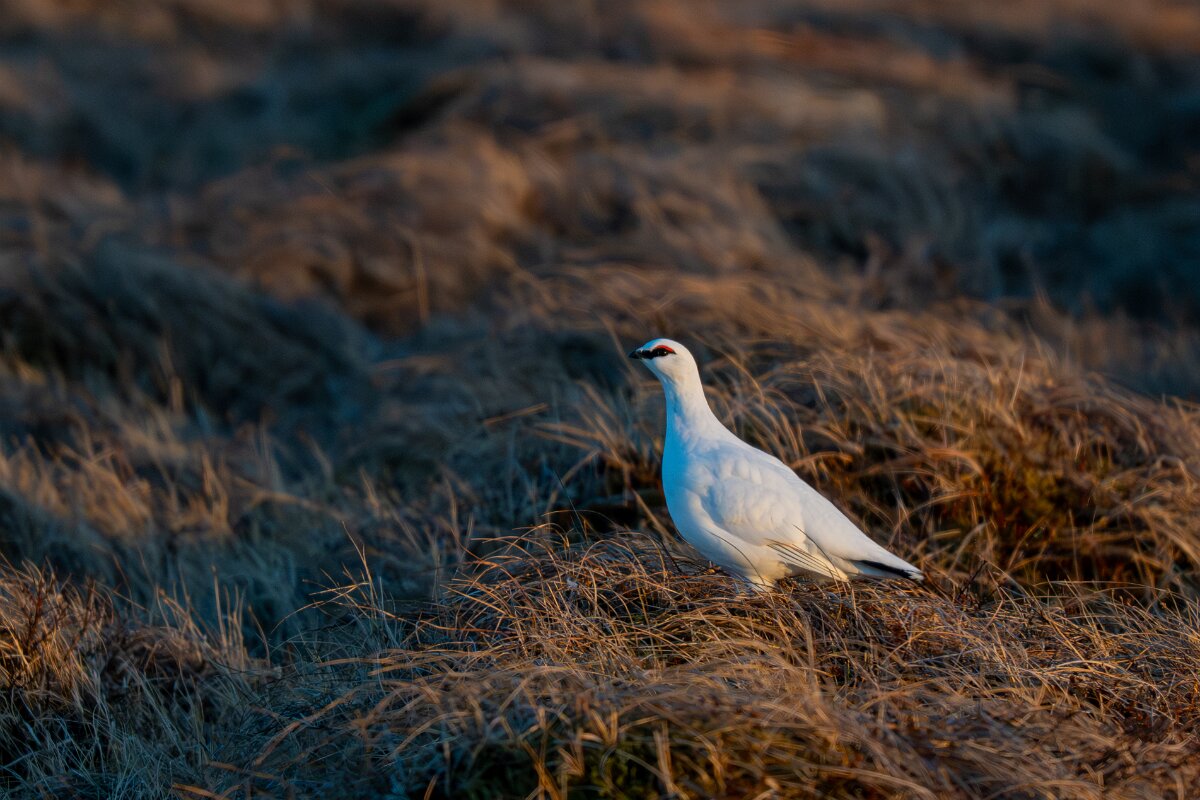 DPPhotography - Iceland - Ptarmigan - AB.jpg - Rock ptarmigan - Tjörnes