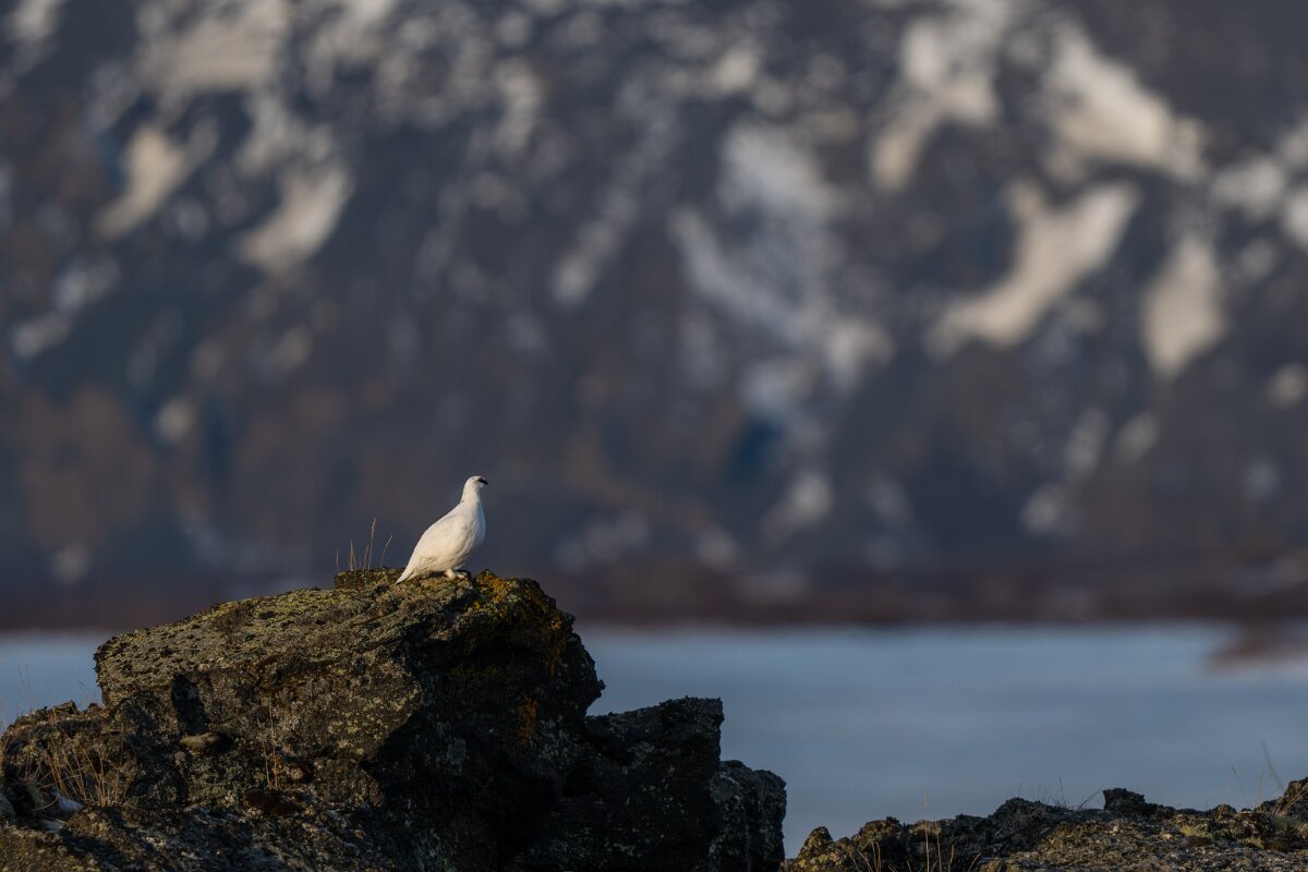 DPPhotography - Iceland - Ptarmigan - B.jpg - Rock ptarmigan - Reykjahlíð, Lake Mývatn