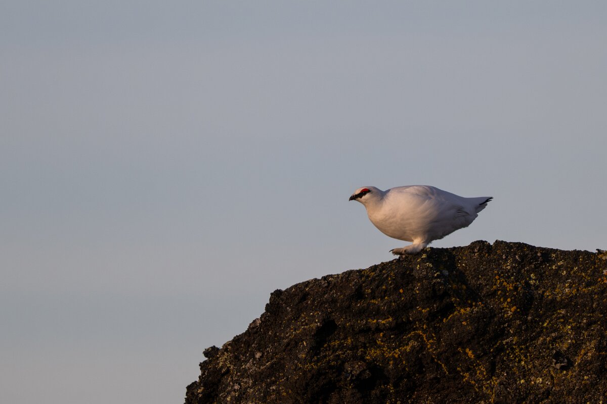 DPPhotography - Iceland - Ptarmigan - G.jpg - Rock ptarmigan - Reykjahlíð, Lake Mývatn