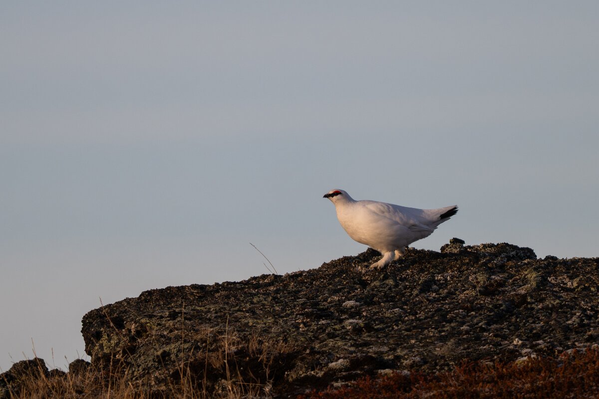 DPPhotography - Iceland - Ptarmigan - N.jpg - Rock ptarmigan - Reykjahlíð, Lake Mývatn