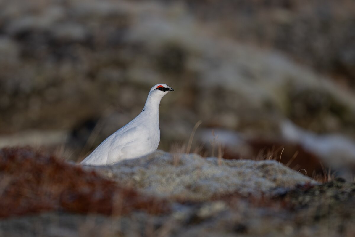 DPPhotography - Iceland - Ptarmigan - V.jpg - Rock ptarmigan - Reykjahlíð, Lake Mývatn