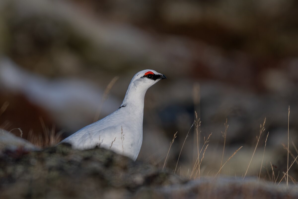 DPPhotography - Iceland - Ptarmigan - X.jpg - Rock ptarmigan - Reykjahlíð, Lake Mývatn