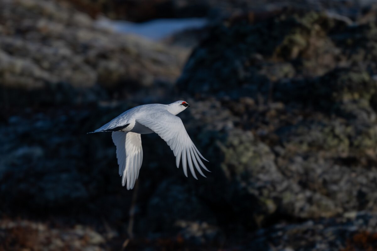 DPPhotography - Iceland - Ptarmigan - Z.jpg - Rock ptarmigan - Reykjahlíð, Lake Mývatn