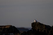 DPPhotography - Iceland - Ptarmigan - A