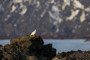 DPPhotography - Iceland - Ptarmigan - D