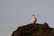 DPPhotography - Iceland - Ptarmigan - F
