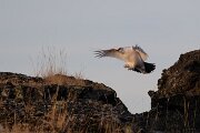 DPPhotography - Iceland - Ptarmigan - J