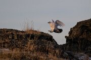 DPPhotography - Iceland - Ptarmigan - K