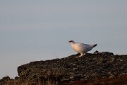 DPPhotography - Iceland - Ptarmigan - N