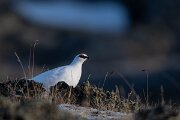 DPPhotography - Iceland - Ptarmigan - Q