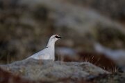 DPPhotography - Iceland - Ptarmigan - W