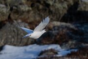 DPPhotography - Iceland - Ptarmigan - Y
