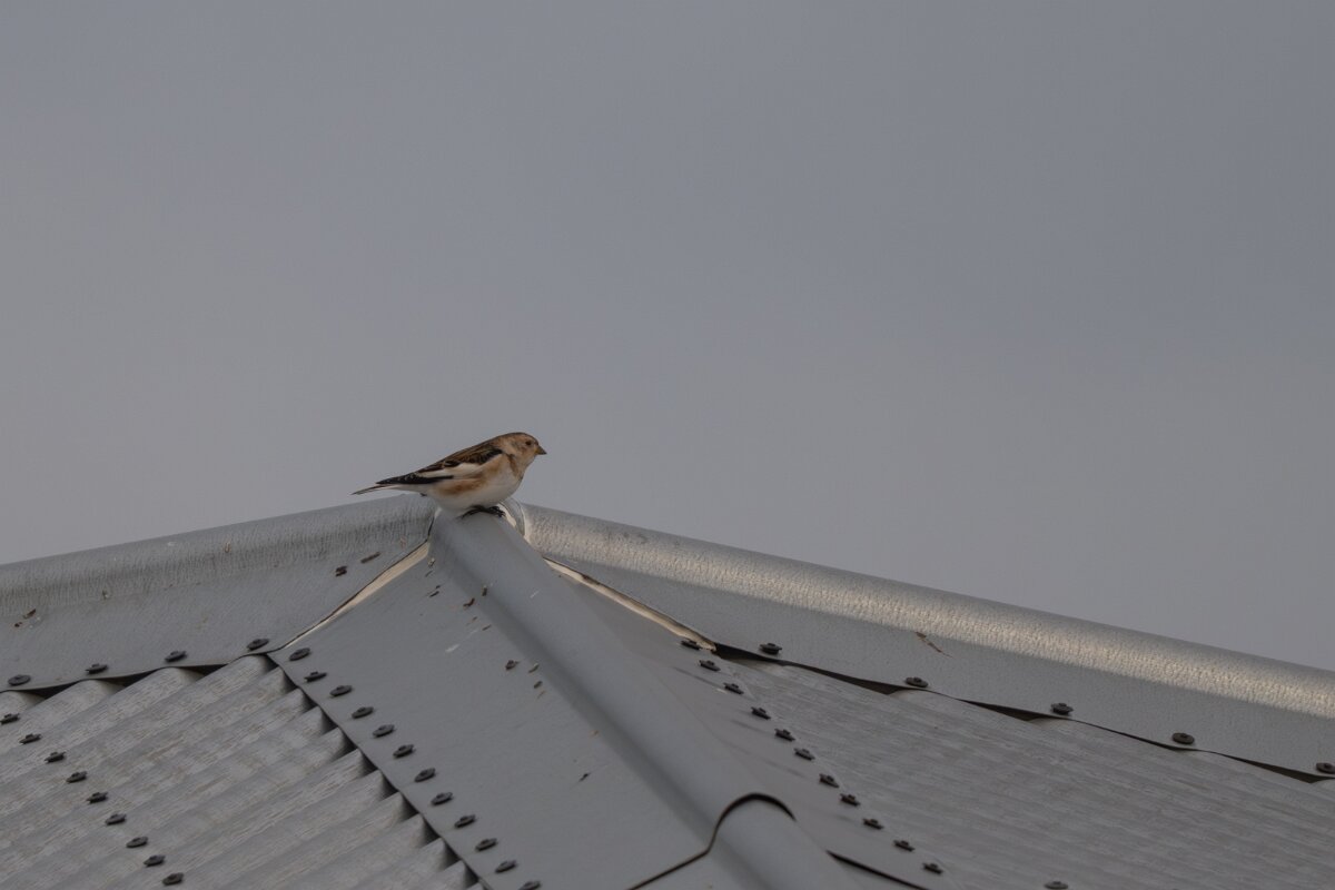 DPPhotography - Iceland - Snow bunting - A.jpg - Snow bunting - Ólafsvík