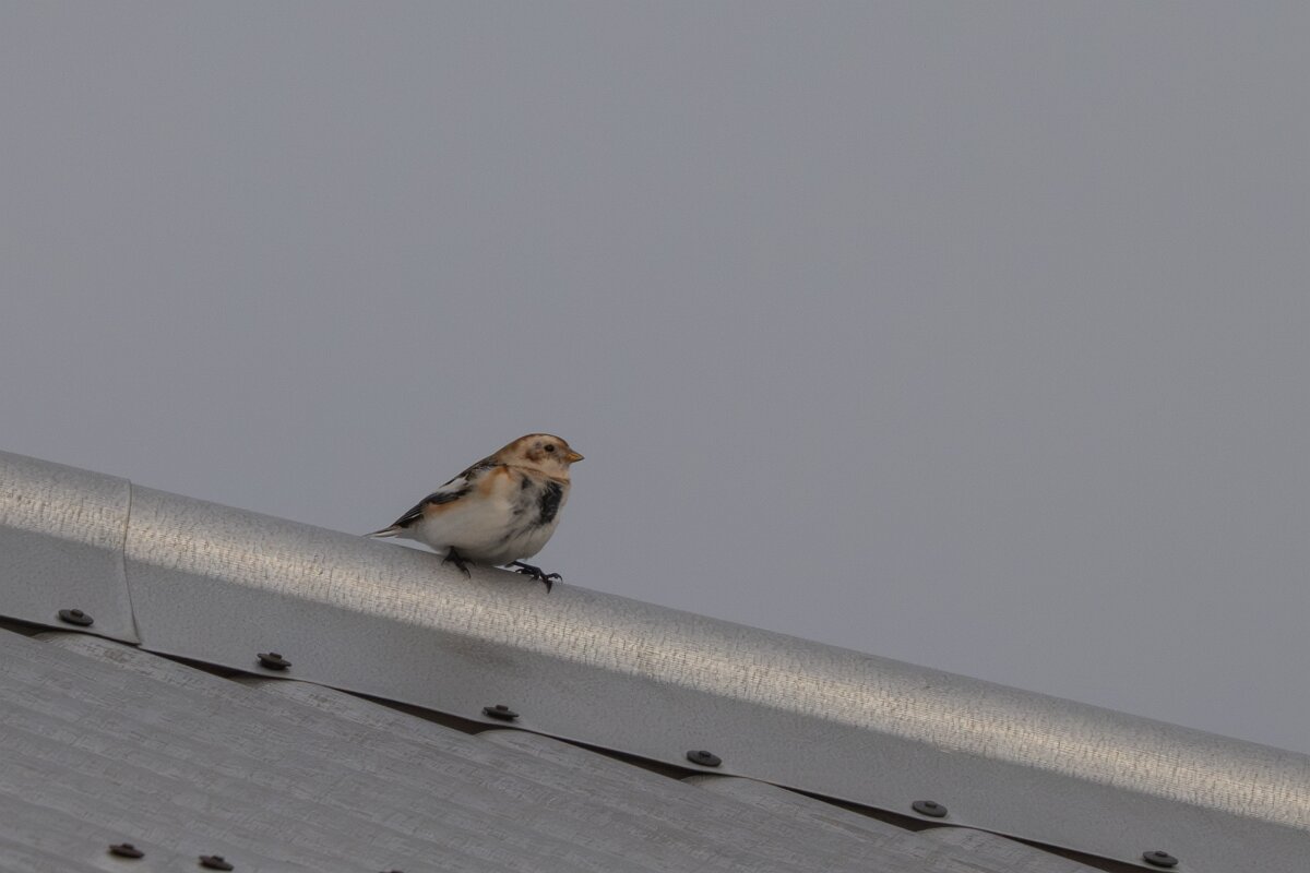 DPPhotography - Iceland - Snow bunting - C.jpg - Snow bunting - Ólafsvík