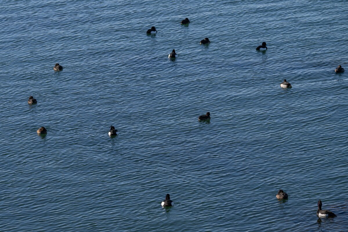 DPPhotography - Iceland - Tufted duck - A.jpg - Tufted duck, flock - Lake Mývatn