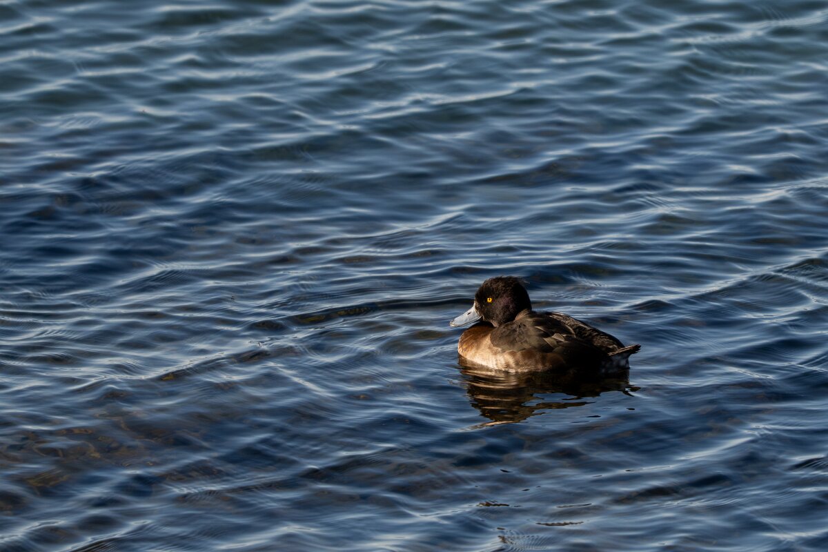 DPPhotography - Iceland - Tufted duck - B.jpg - Tufted duck, female - Lake Mývatn