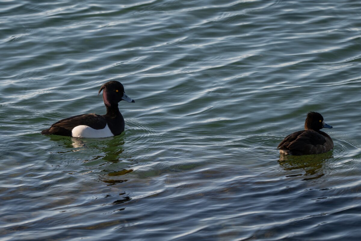 DPPhotography - Iceland - Tufted duck - D.jpg - Tufted duck, pair - Lake Mývatn