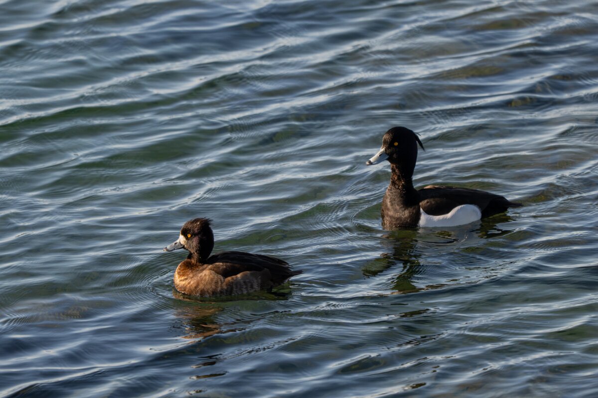 DPPhotography - Iceland - Tufted duck - G.jpg - Tufted duck, pair - Lake Mývatn