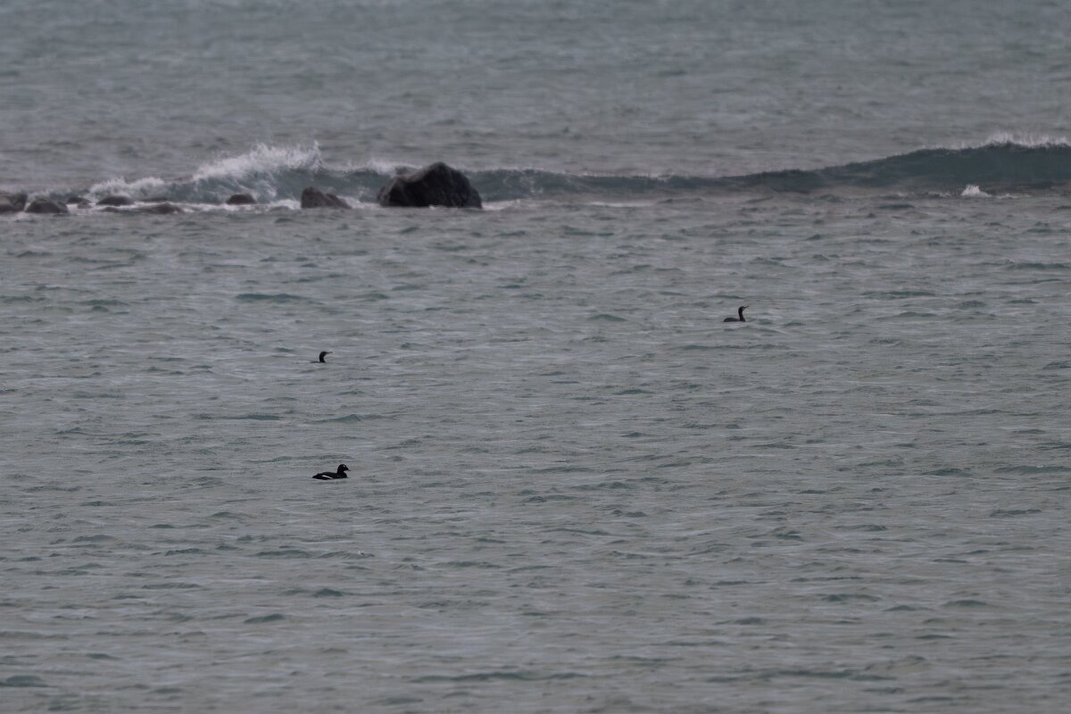 DPPhotography - Iceland - White-winged scoter - A.jpg - White-winged scoter - Örfirisey - Göngustígur