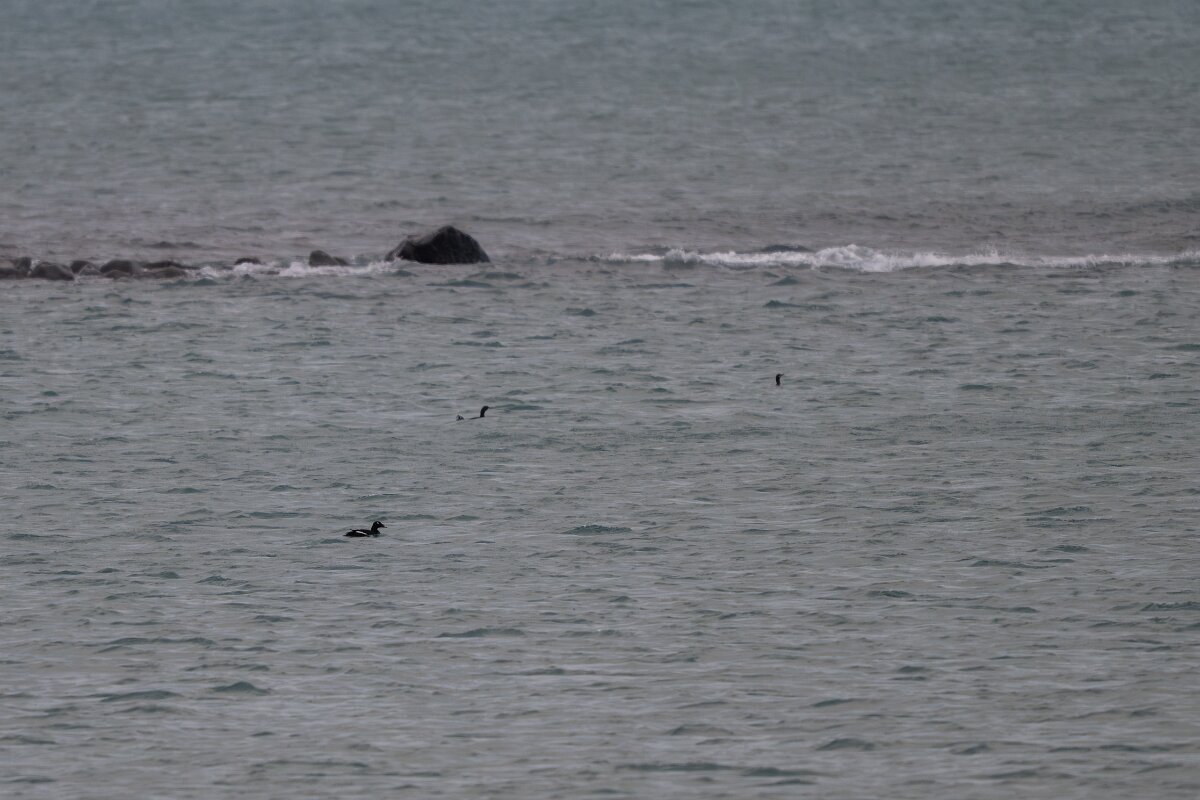 DPPhotography - Iceland - White-winged scoter - B.jpg - White-winged scoter - Örfirisey - Göngustígur