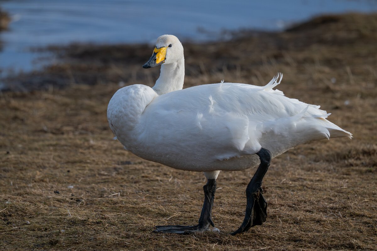 DPPhotography - Iceland - Whooper swan - B.jpg - Whooper swan - Bakkatjörn, Iceland