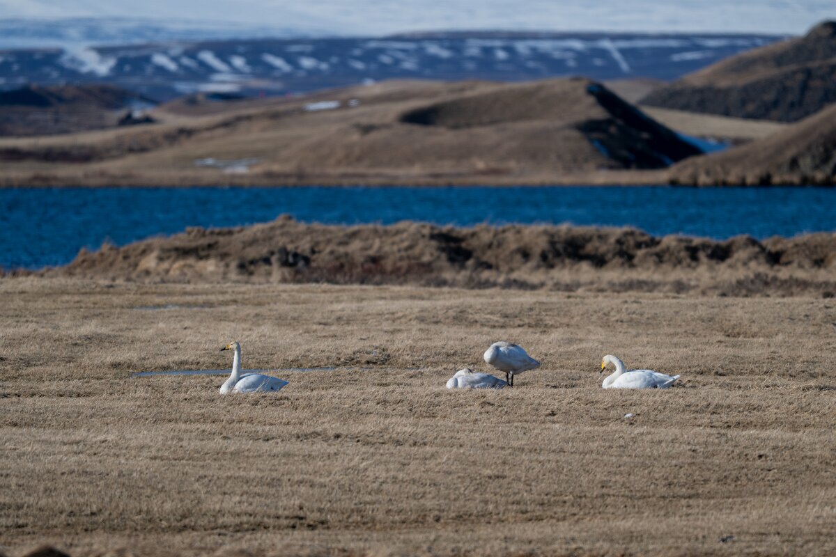 DPPhotography - Iceland - Whooper swan - D.jpg - Whooper swan, flock - Lake Mývatn