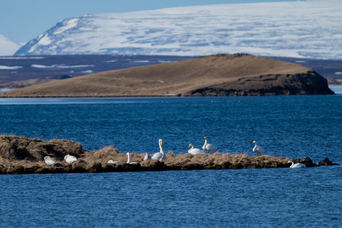 DPPhotography - Iceland - Whooper swan - E.jpg - Whooper swan, flock - Lake Mývatn