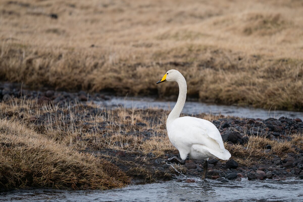 DPPhotography - Iceland - Whooper swan - F.jpg - Whooper swan - Snæfellsjökull National Park