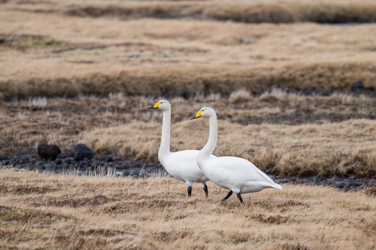 DPPhotography - Iceland - Whooper swan - H.jpg - Whooper swan - Snæfellsjökull National Park