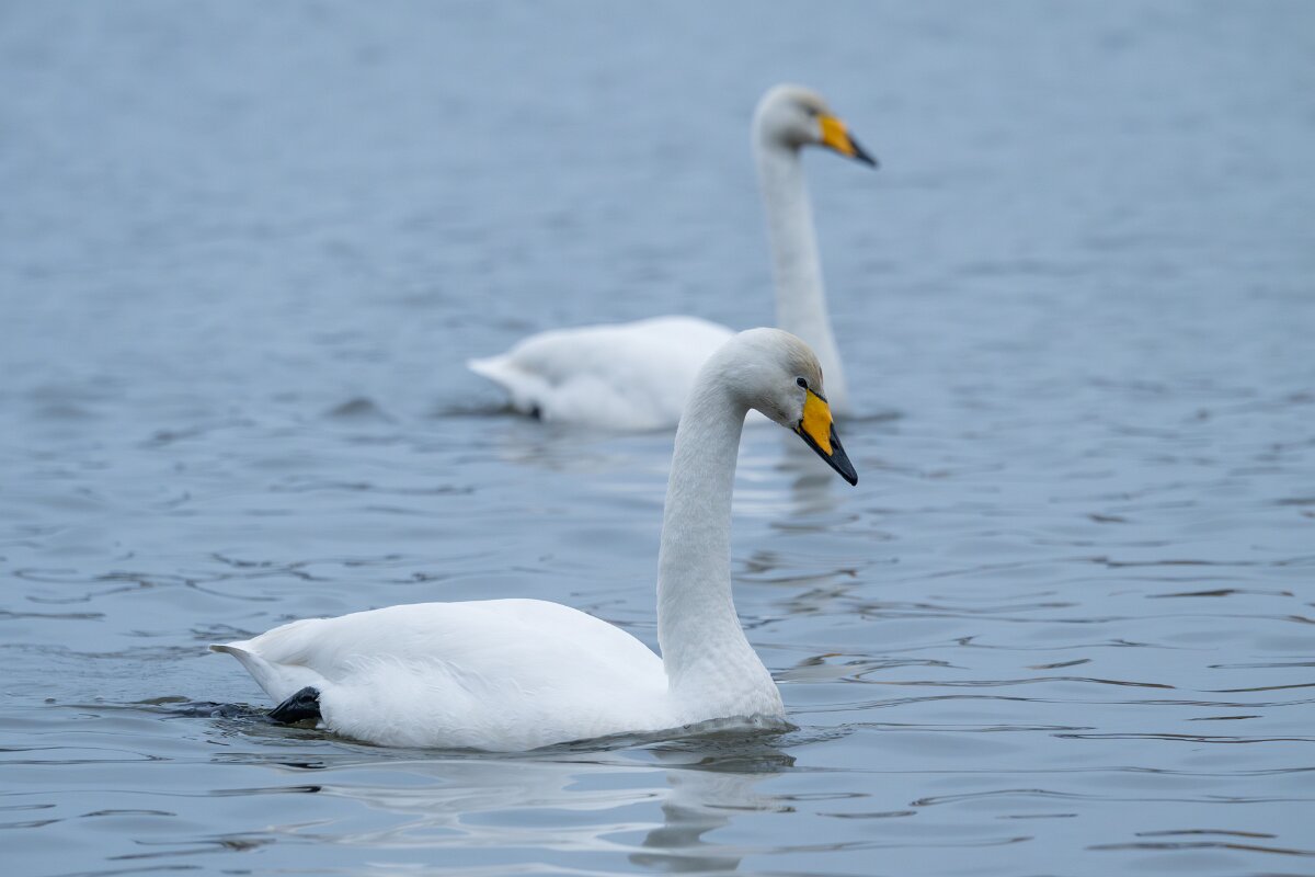 DPPhotography - Iceland - Whooper swan - J.jpg - Whooper swan - Tjörnin Lake