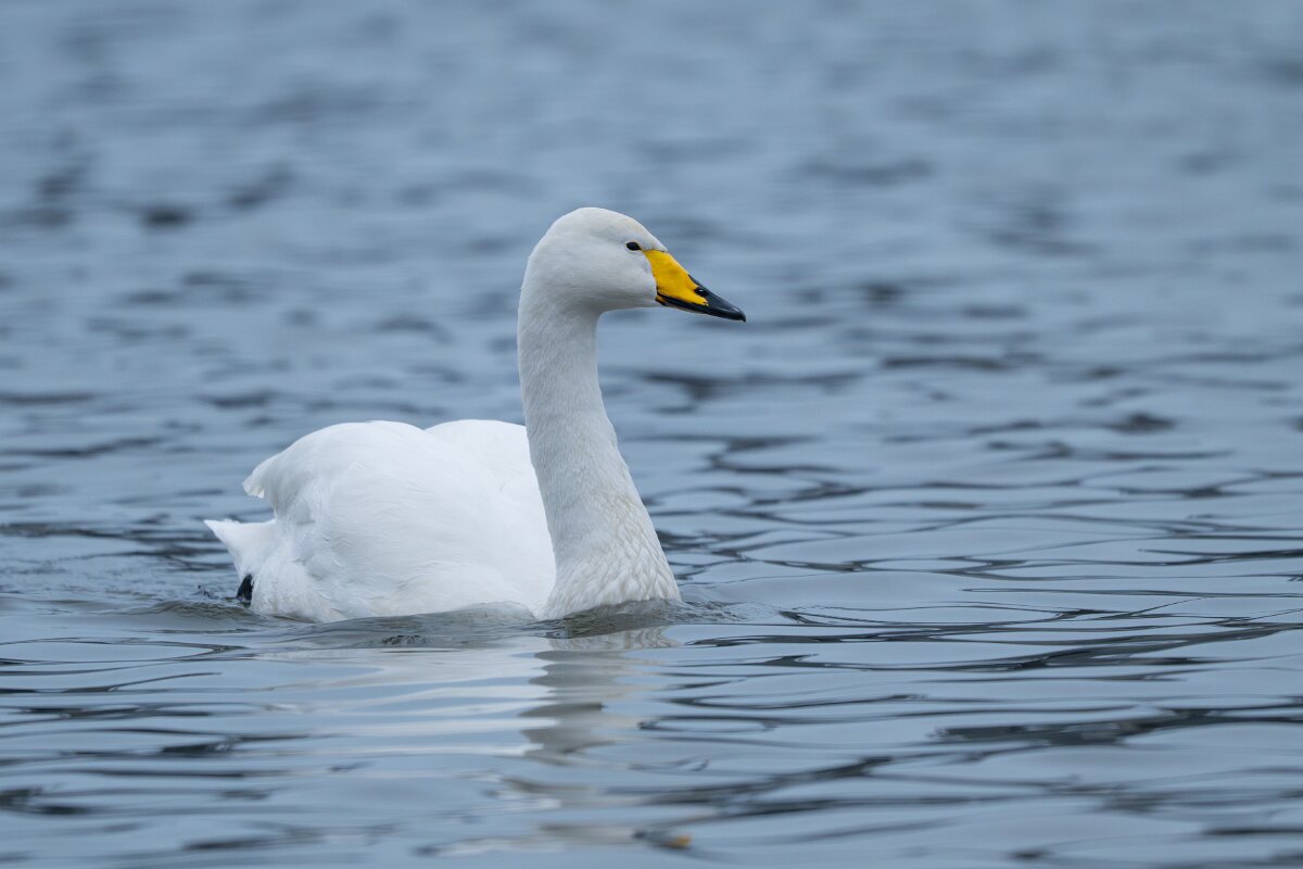 DPPhotography - Iceland - Whooper swan - K.jpg - Whooper swan - Tjörnin Lake