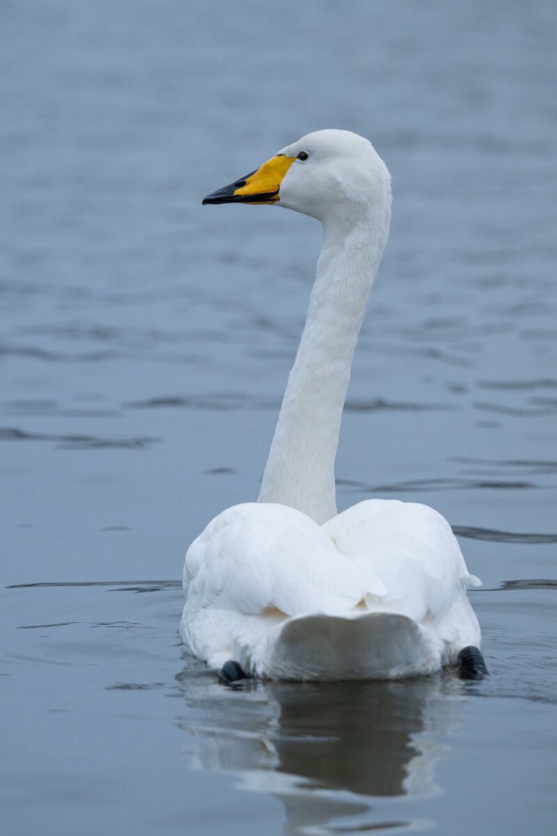 DPPhotography - Iceland - Whooper swan - N.jpg - Whooper swan - Tjörnin Lake