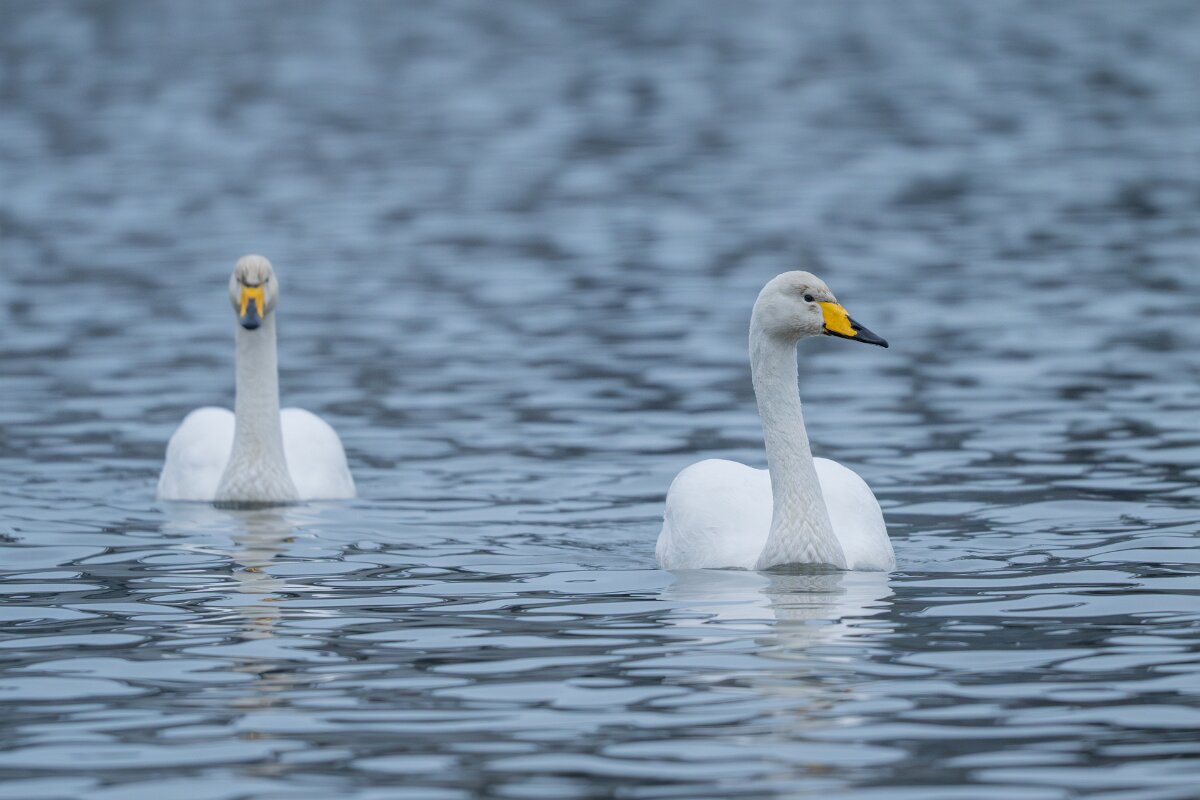 DPPhotography - Iceland - Whooper swan - O.jpg - Whooper swan - Tjörnin Lake