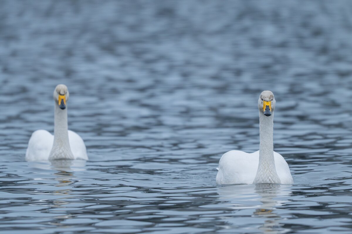 DPPhotography - Iceland - Whooper swan - P.jpg - Whooper swan - Tjörnin Lake
