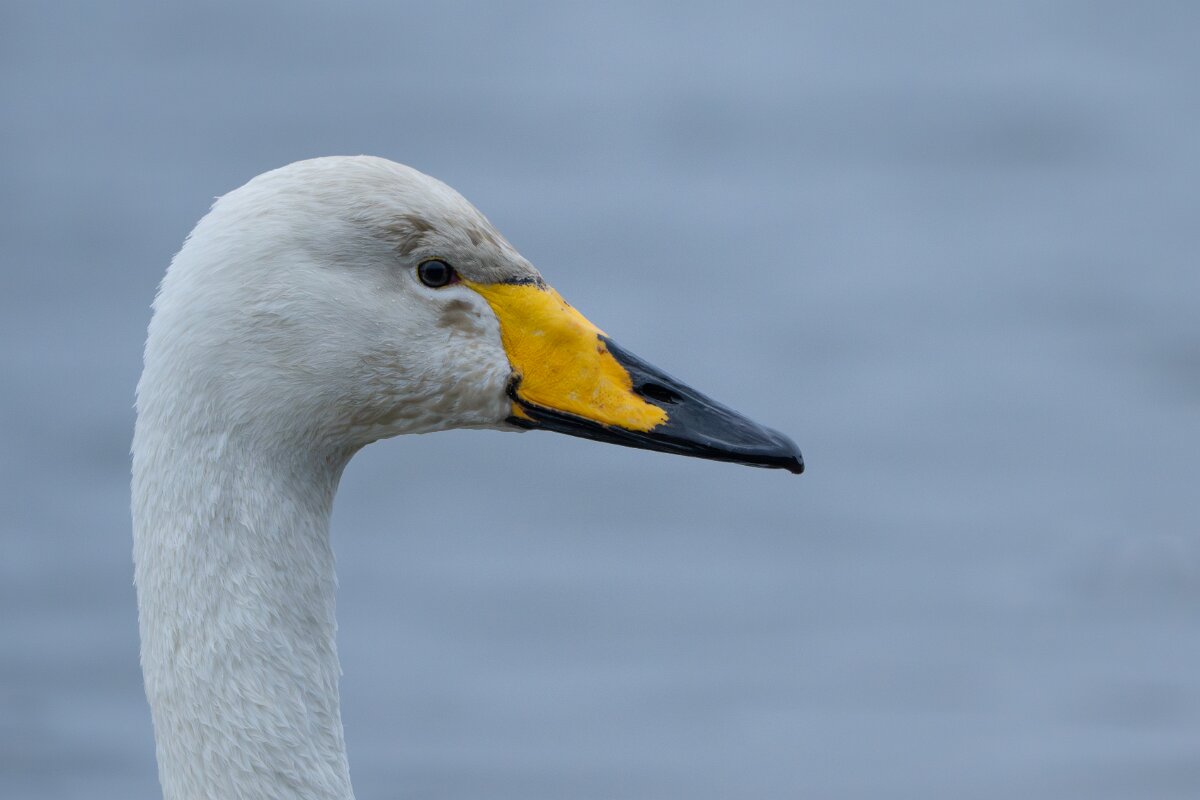 DPPhotography - Iceland - Whooper swan - Q.jpg - Whooper swan - Tjörnin Lake