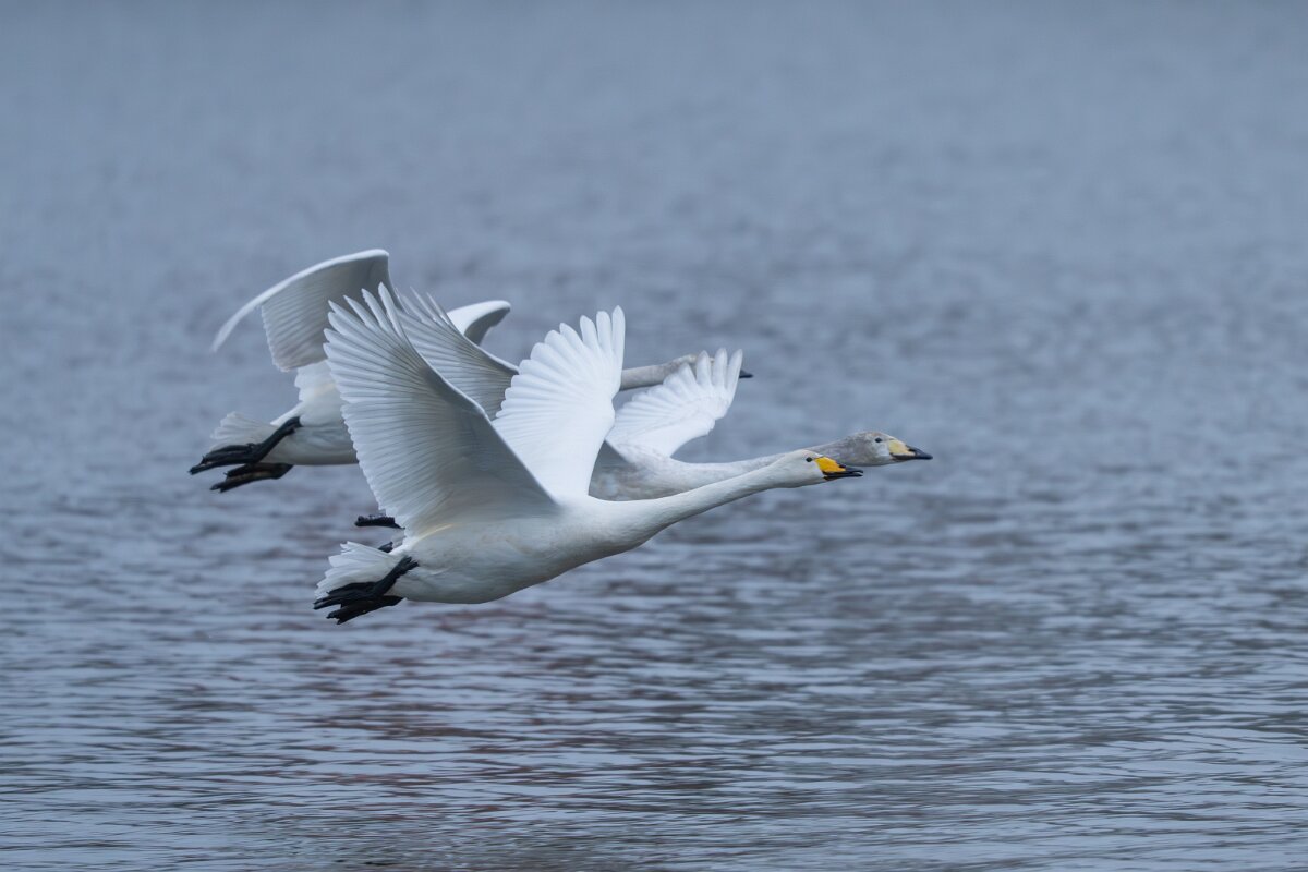 DPPhotography - Iceland - Whooper swan - R.jpg - Whooper swan - Tjörnin Lake