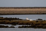 DPPhotography - Iceland - Whooper swan - A