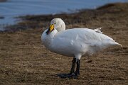 DPPhotography - Iceland - Whooper swan - C