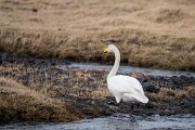 DPPhotography - Iceland - Whooper swan - F