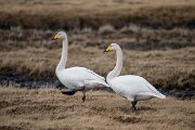 DPPhotography - Iceland - Whooper swan - G