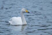 DPPhotography - Iceland - Whooper swan - K
